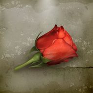 Red rose old