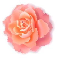 pink rose N17