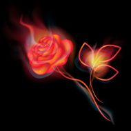 Fire rose