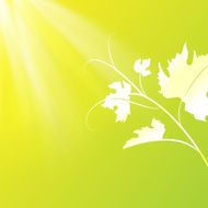 Wine leaf