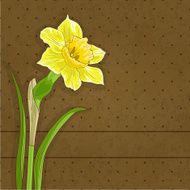 single narcissus