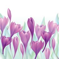 Spring flower crocus border over white background