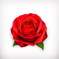 Red rose N32