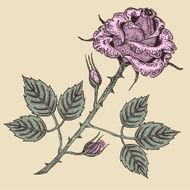 Color engraving of rose with buds