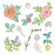 Hand Drawn vintage floral elements Set of flowers N8