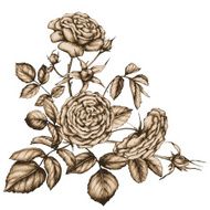 Tea-rose flowers N2