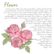 peony N16