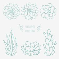 set of succulents