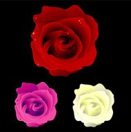 Rose N67