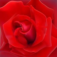 Rose - Vector Illustration N3