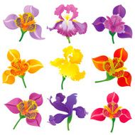 Floral Design Elements (Tigridia and Iris)