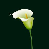 calla N4