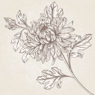 Flower chrysanthemum N3