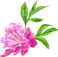 peony drawing by watercolor