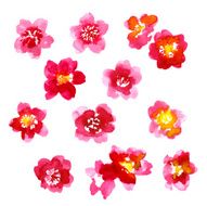 Collection of watercolor camellia flowers N4