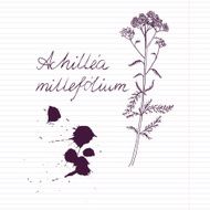 ink drawing herbs with Latin names N7