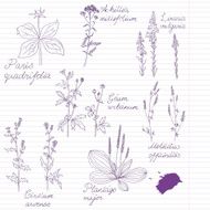 Set of ink drawing herbs with Latin names