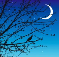 Night song of the nightingale