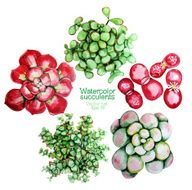 Watercolor succulents N3