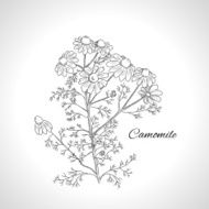 Graphic design herb chamomile