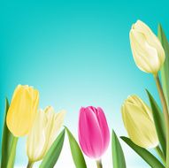 Realistic Colorful Tulips in Isolated Background N21