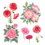 Watercolor flowers collection