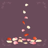 rose petals N7