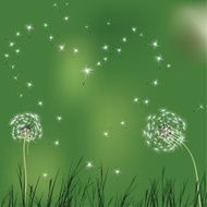 Green love background dandelion