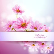 Cosmos flowers background N8