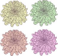 set of linear drawing chrysanthemums