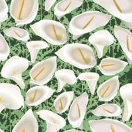 Flower Callas seamless background