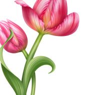 couple of pink tulip flowers background design