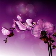 Orchid N9