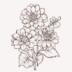 Flower Dahlia drawn in graphical style contours and lines N3