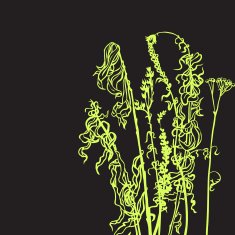 Monochrome line drawing herbs N5