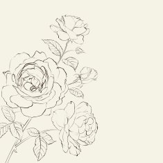 Contour of rose N3