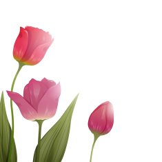 Vector tulips N2