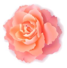 pink rose N17