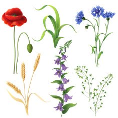 Wildflowers Set N3
