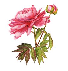 Pink peony flower botanical watercolor