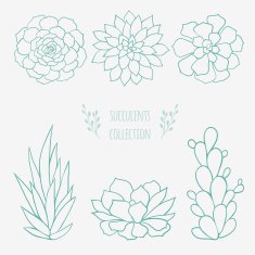 set of succulents