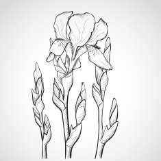 Sketch iris flowers
