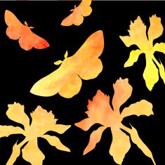 silhouettes of butterflies and narcissus N2