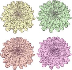 set of linear drawing chrysanthemums