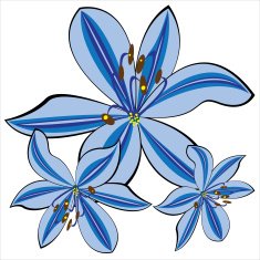 blue vector lily isolated on white background