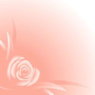 Rose background N25