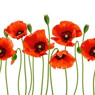 Red poppies in a row