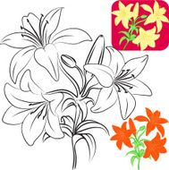 Lilies N2