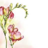Freesia background