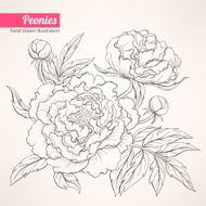 Peonies N12